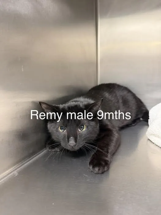 A young medium-sized male Black Domestic Short Hair cat named Remy for adoption in Amherst, VA