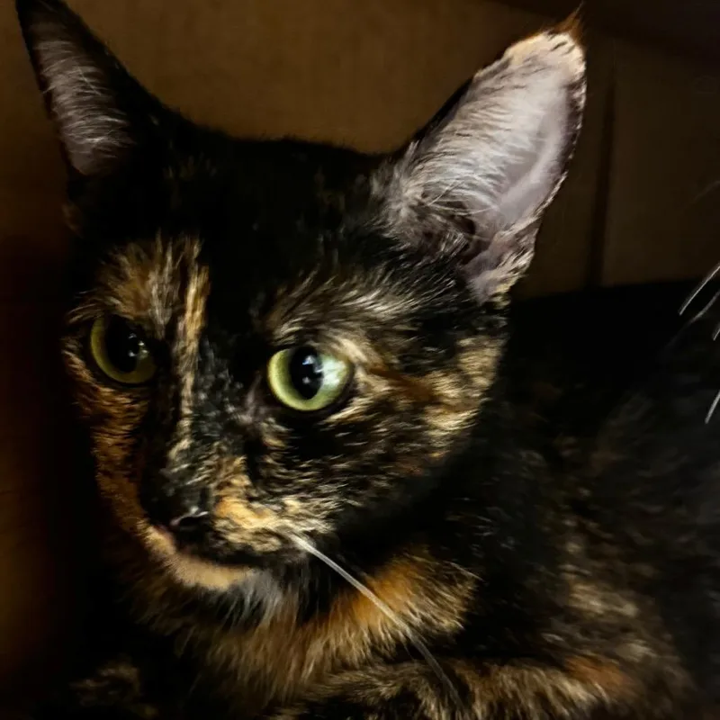 A young medium-sized female Tortoiseshell Domestic Short Hair cat named Saffron for adoption in Wheeling, IL