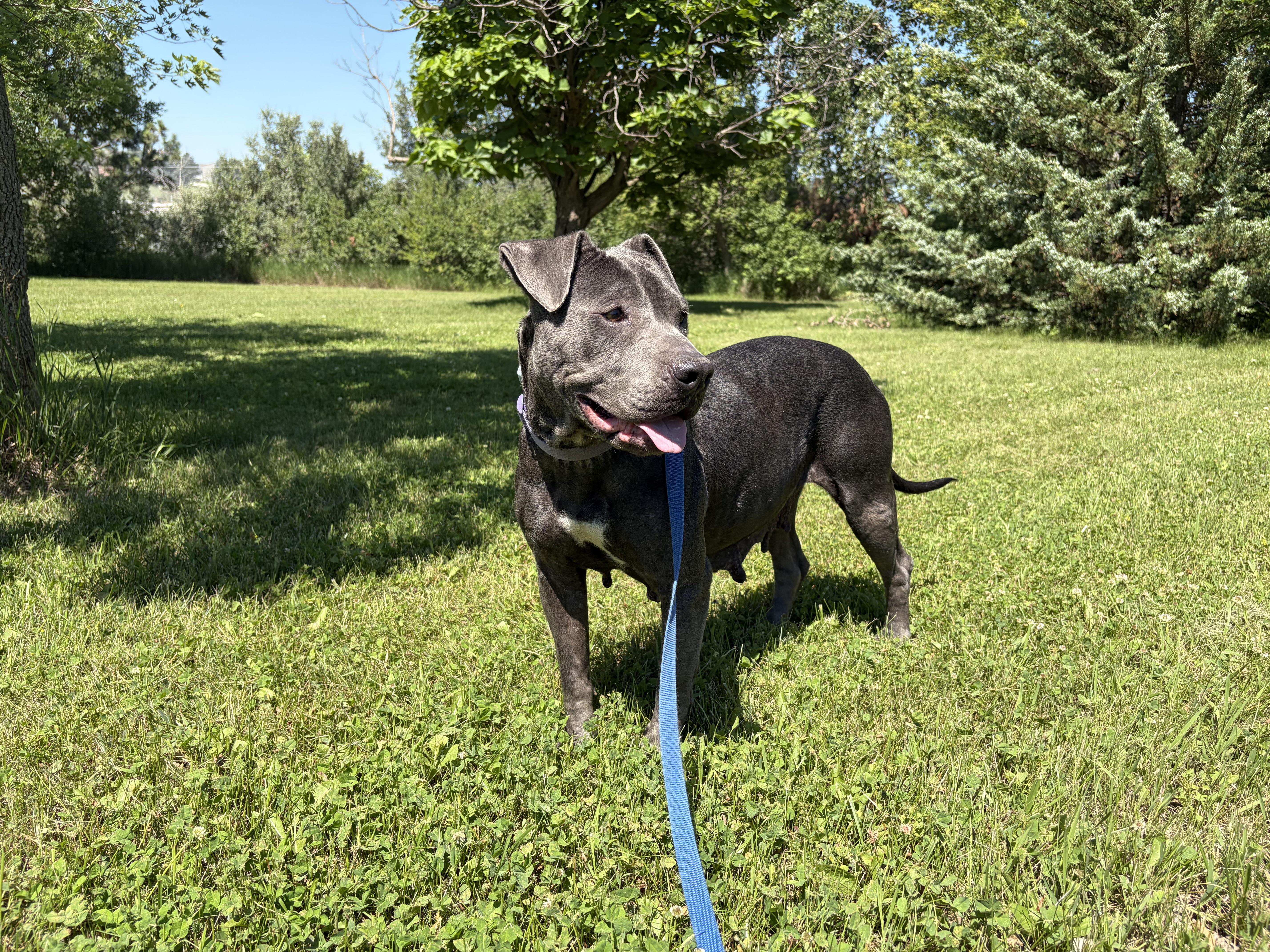 An adult medium-sized female American Staffordshire Terrier dog named Missy for adoption in Seward, NE