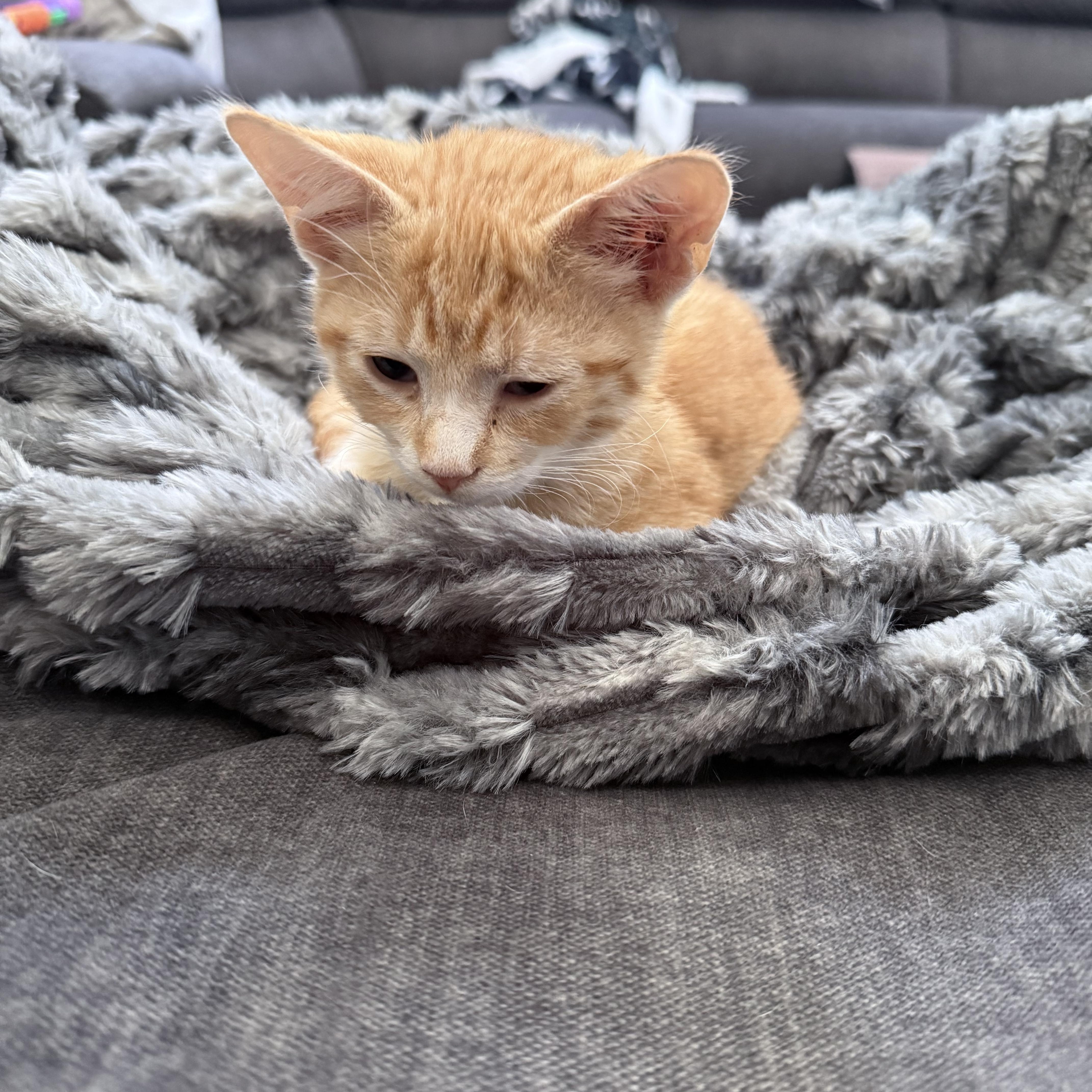A baby medium-sized male American Shorthair cat named Simba for adoption in Hickory, NC