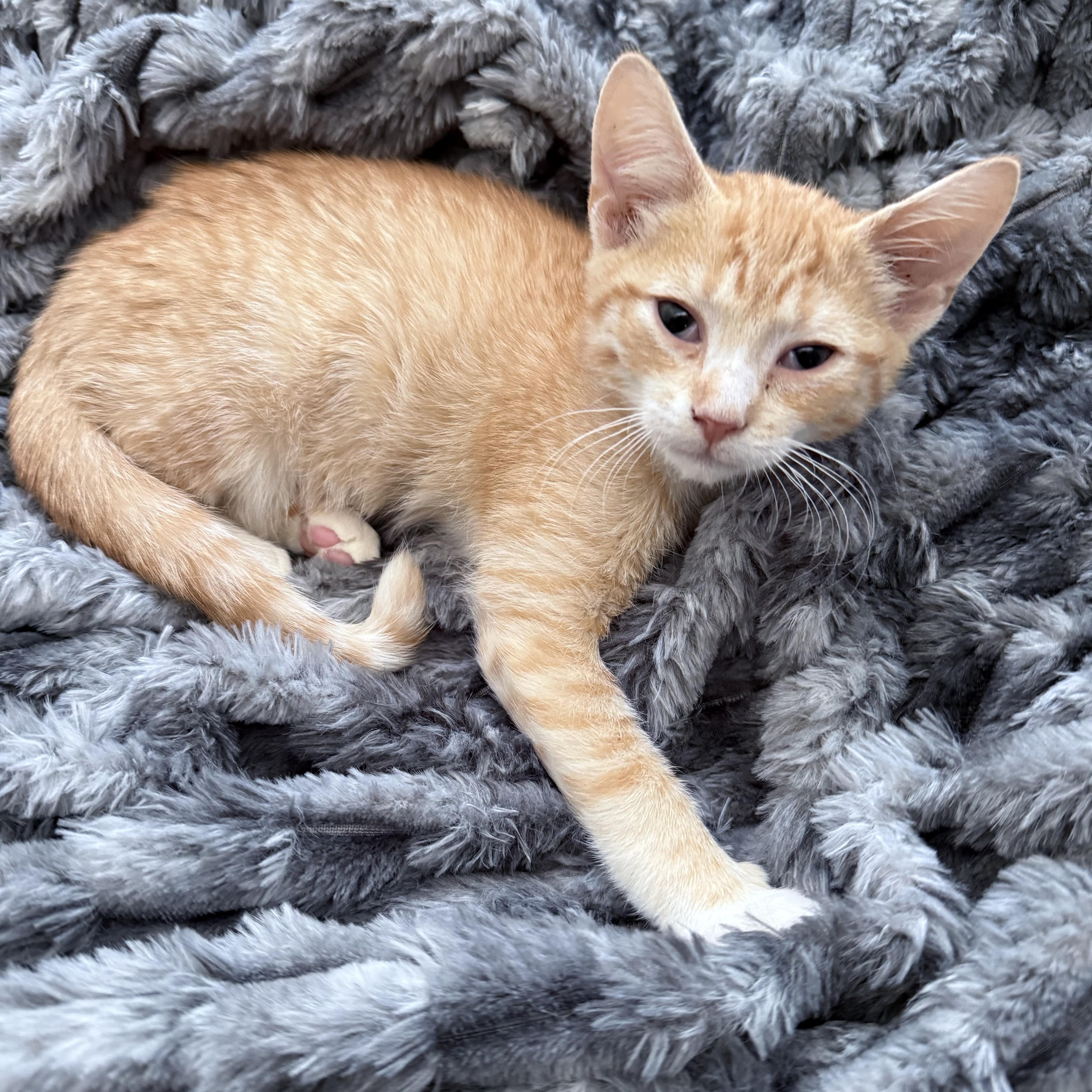 Simba thumbnail 2
