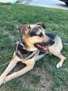 A young medium-sized male Brown / Chocolate Shepherd dog named Dylan for adoption in Manhasset, NY