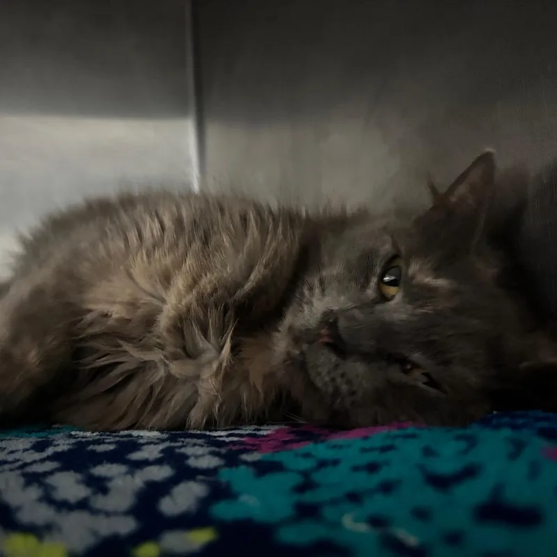 A young medium-sized female Gray / Blue / Silver Domestic Medium Hair cat named Ms Floofington for adoption in Lakeland, FL