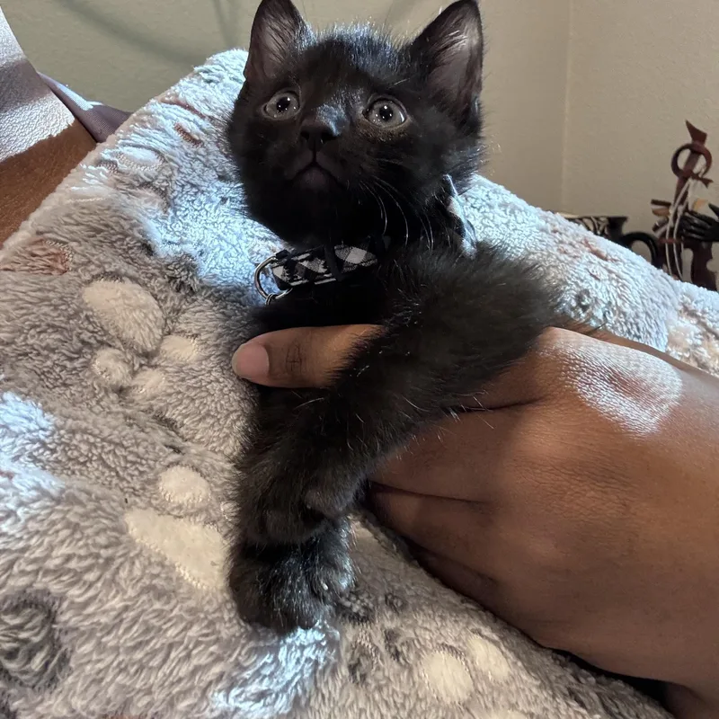 A baby medium-sized male American Shorthair cat named Percy for adoption in Forney, TX