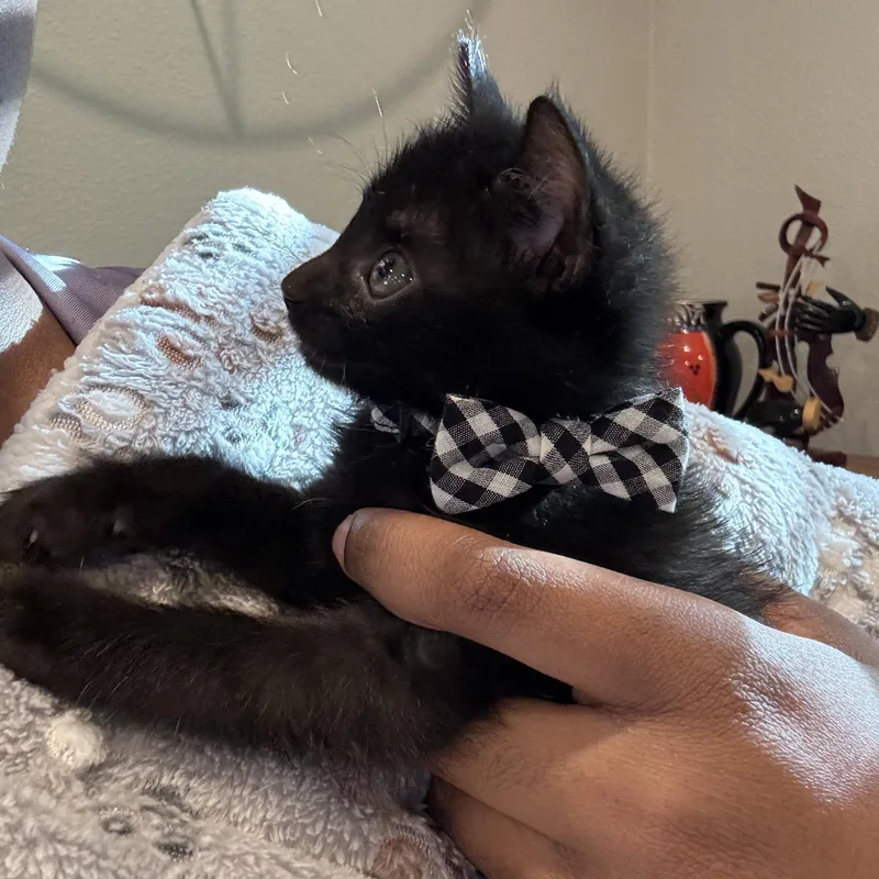 Percy thumbnail 3