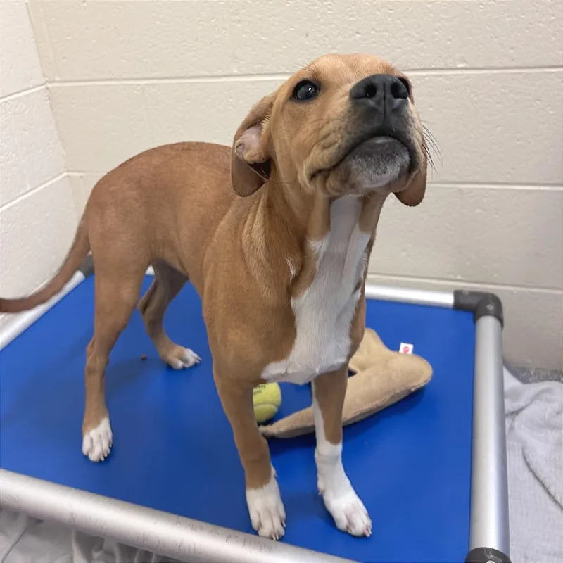A baby medium-sized female Mixed Breed dog named Scarecrow for adoption in Hendersonville, NC