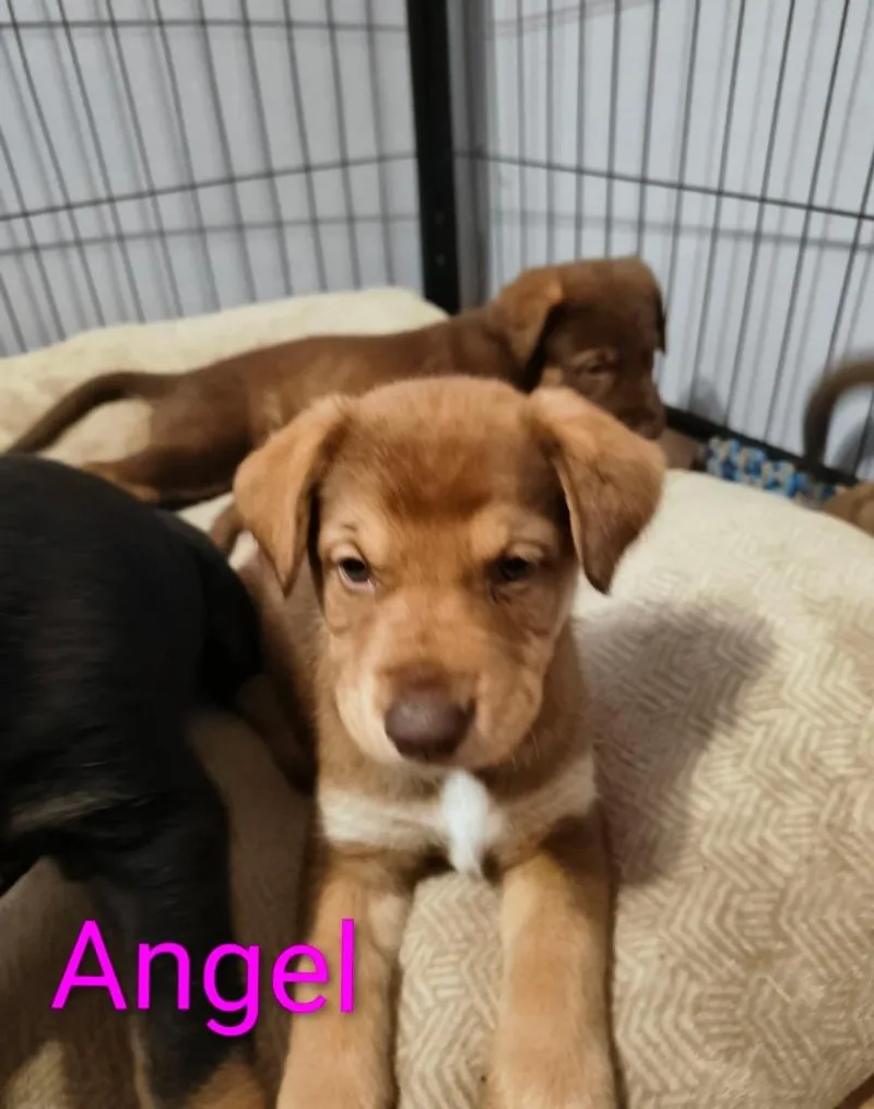 Angel