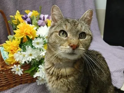 An adult medium-sized female Domestic Short Hair cat named Dahlia for adoption in Ringoes, NJ