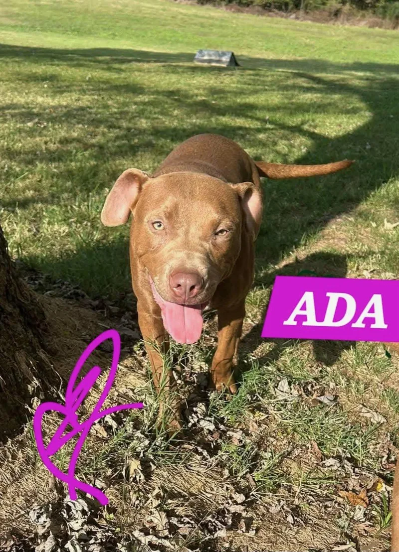 An adult medium-sized female Yellow / Tan / Blond / Fawn Pit Bull Terrier dog named Ada for adoption in Watertown, CT
