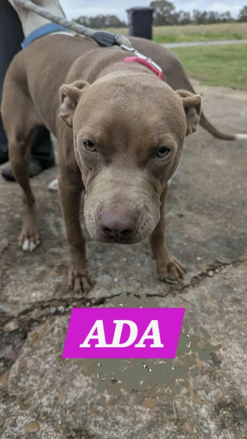 Ada thumbnail 2