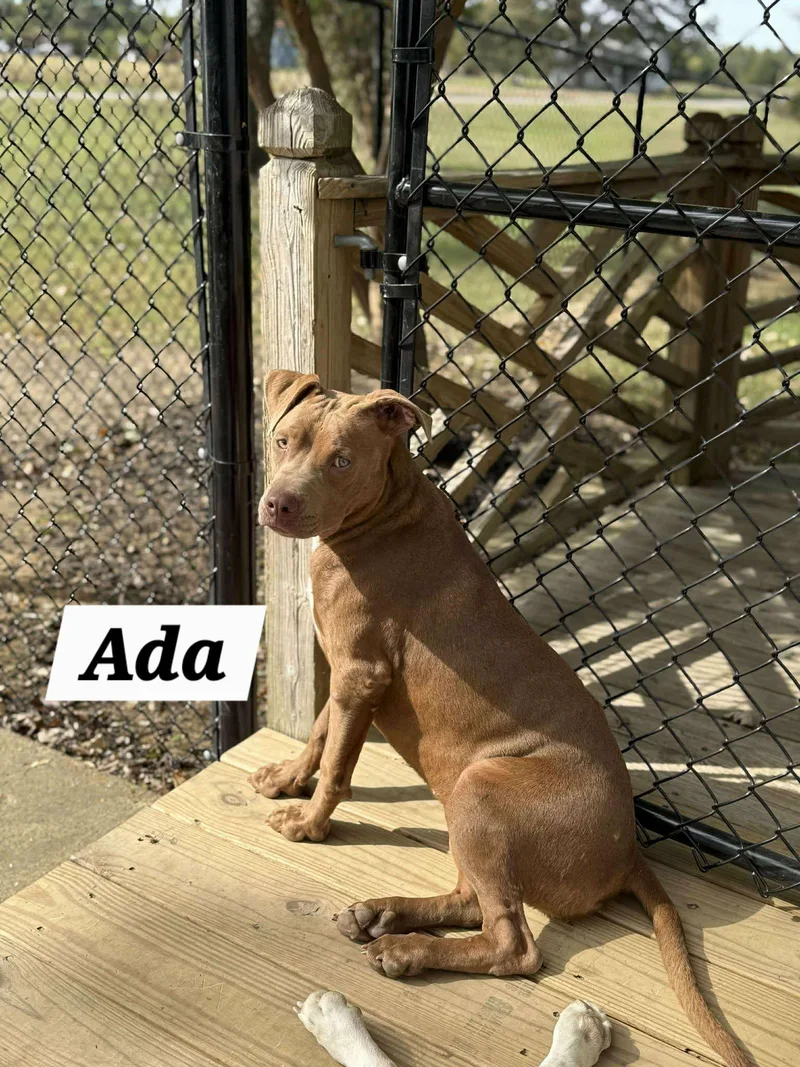 Ada thumbnail 3