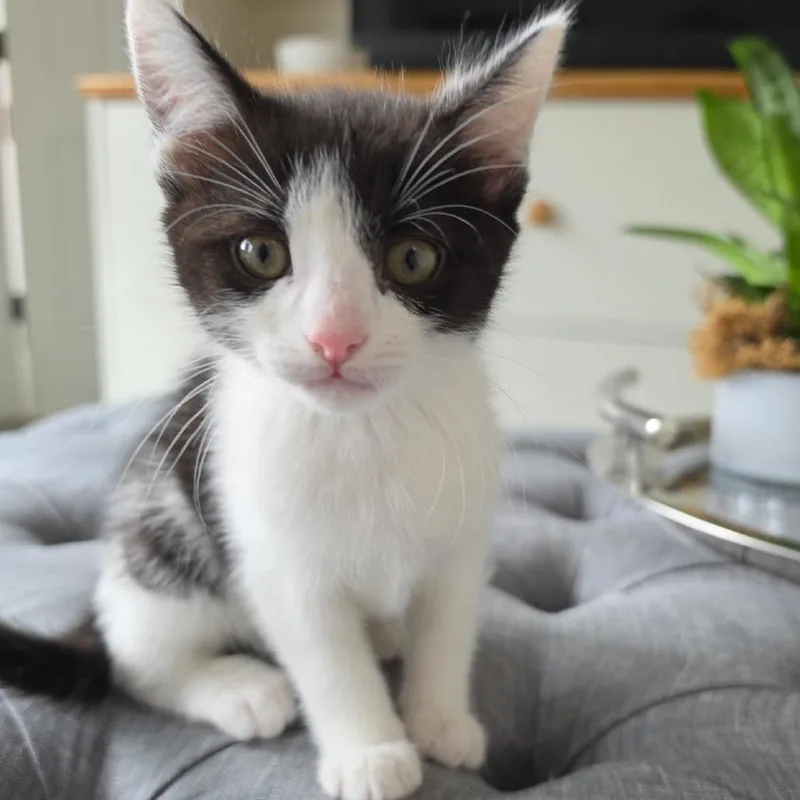 A baby small-sized female White Domestic Short Hair cat named Dizzy for adoption in Point Richmond, CA
