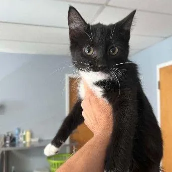 A baby small-sized female Black Domestic Short Hair cat named Poppy for adoption in Buffalo, MN