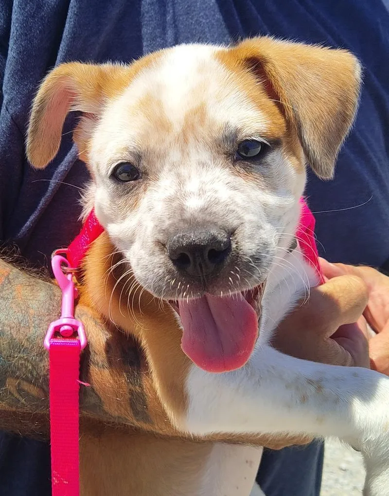 A baby medium-sized female Boxer dog named Belle for adoption in Pahrump, NV
