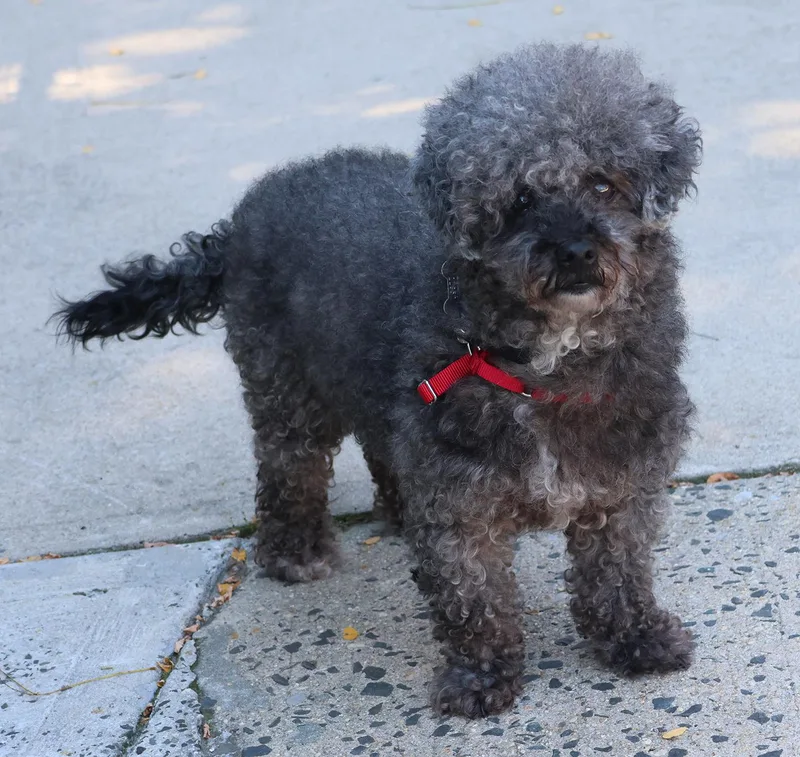A senior small-sized male Brown / Chocolate Poodle dog named Boosie for adoption in Harrison, NY