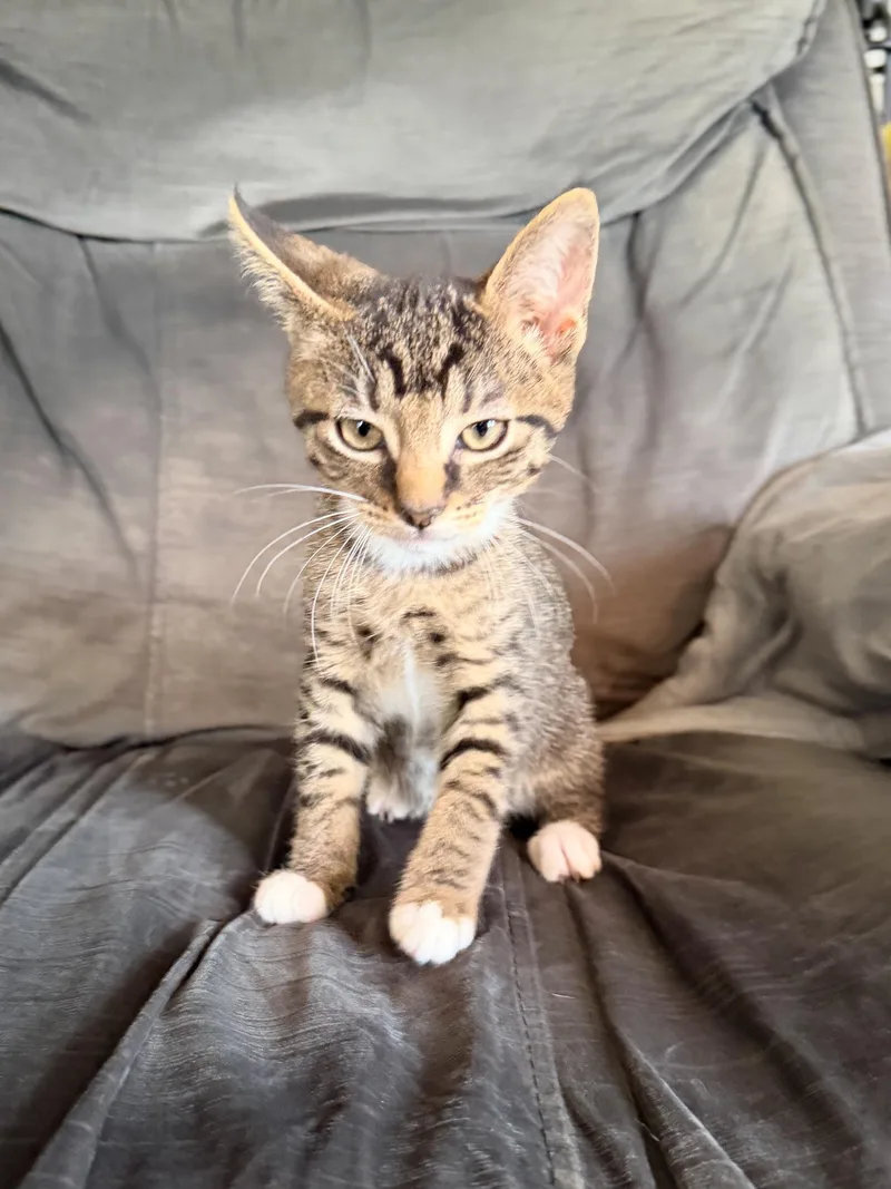 A baby medium-sized male Tabby (Brown / Chocolate) Domestic Short Hair cat named Kiwi for adoption in Philadelphia, PA