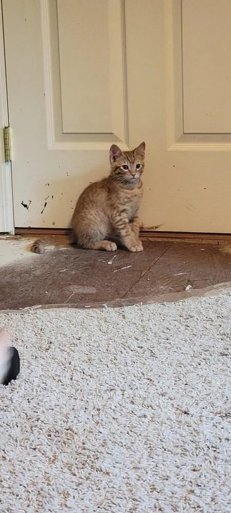 A baby small-sized male Domestic Short Hair cat named Mongo for adoption in Bellingham, WA