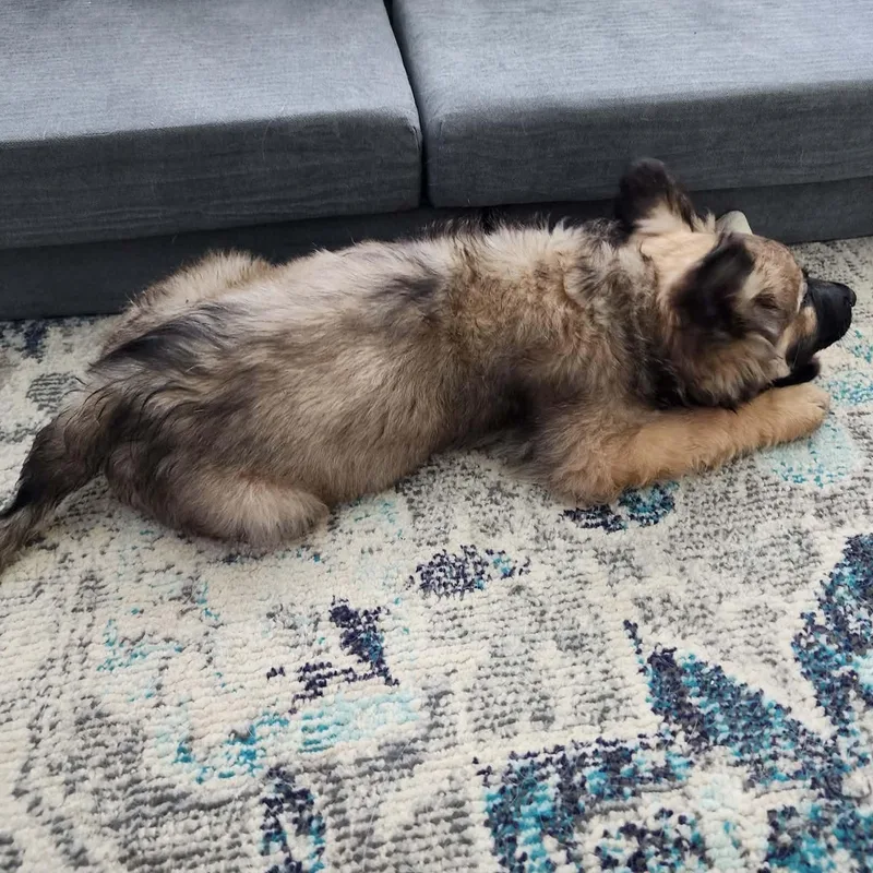 A baby large-sized male German Shepherd Dog dog named Fitz for adoption in Justin, TX