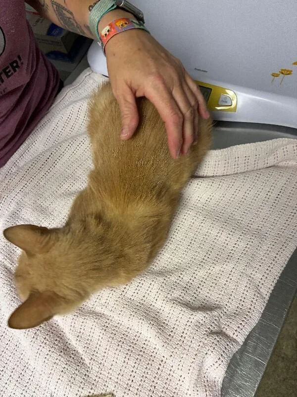 An adult medium-sized male Orange / Red Domestic Short Hair cat named Cinnamon for adoption in Cincinnati, OH