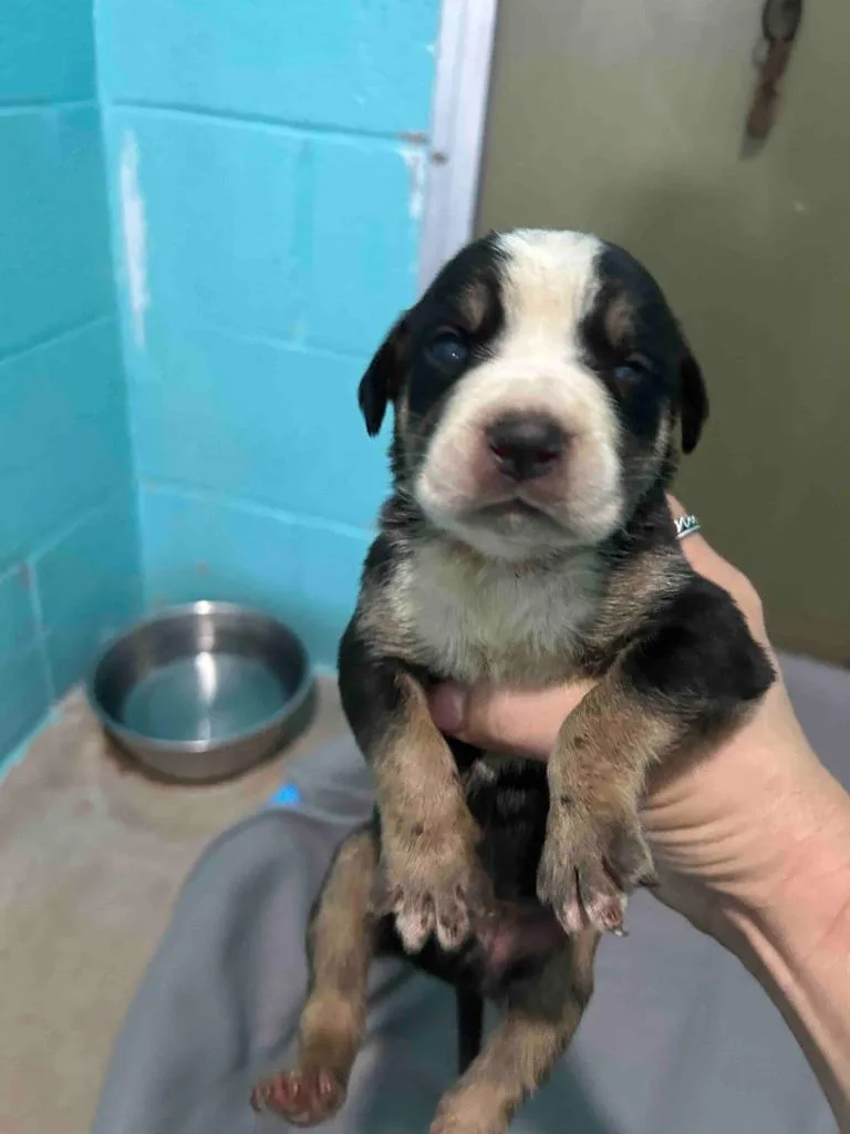 A baby medium-sized male Cane Corso dog named Bandit for adoption in Glen Rose, TX