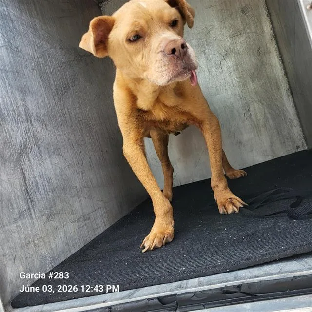 An adult small-sized male Labrador Retriever dog named Taco for adoption in San Antonio, TX