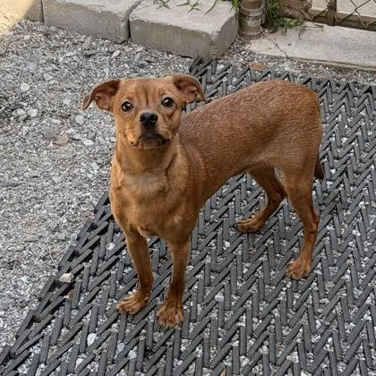 A young small-sized male Chihuahua dog named Hotdog for adoption in Wilkesboro, NC