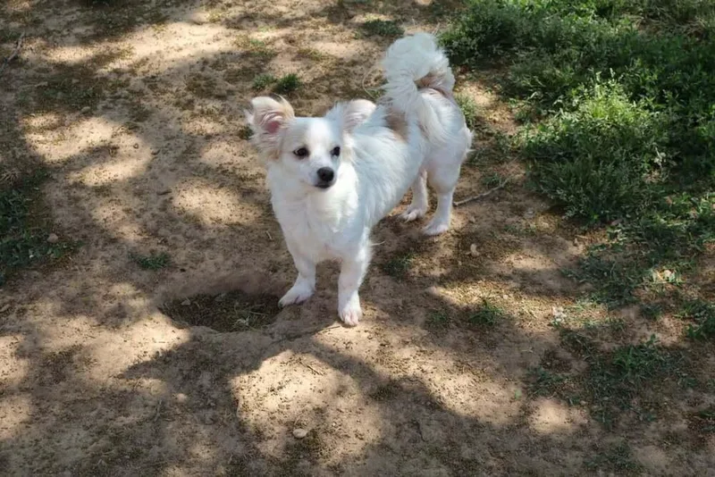 Paloma