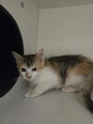 A baby small-sized female Domestic Short Hair cat named Juneberry for adoption in Savannah, GA