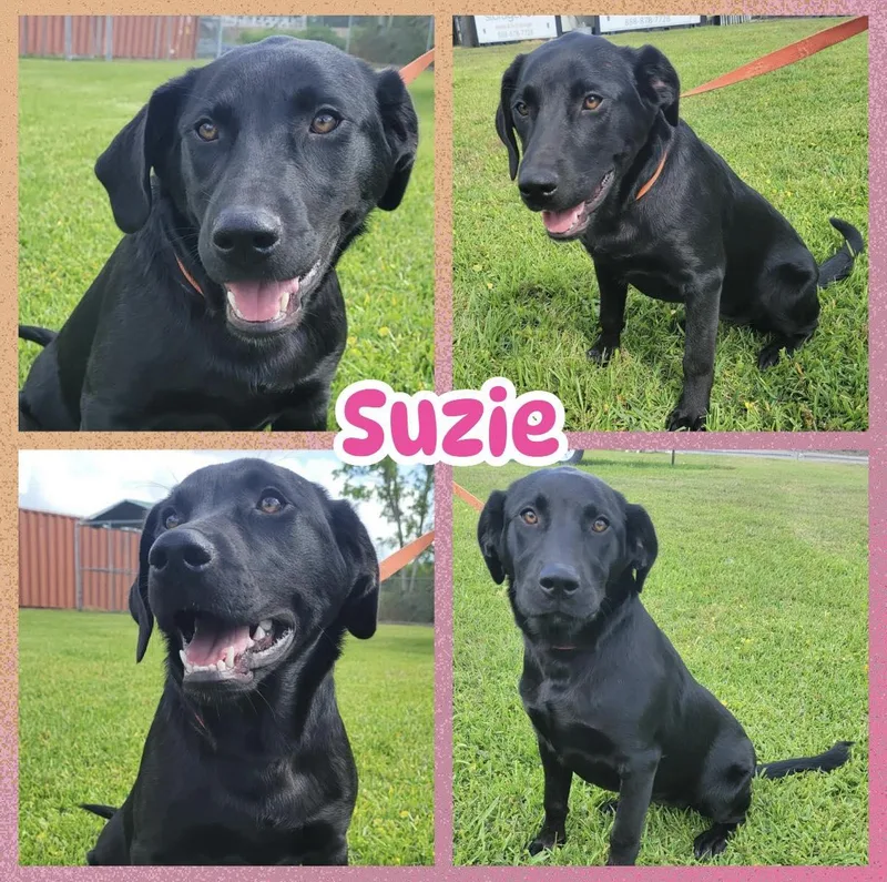A young large-sized female Black Black Labrador Retriever dog named Suzie for adoption in Ringwood, NJ