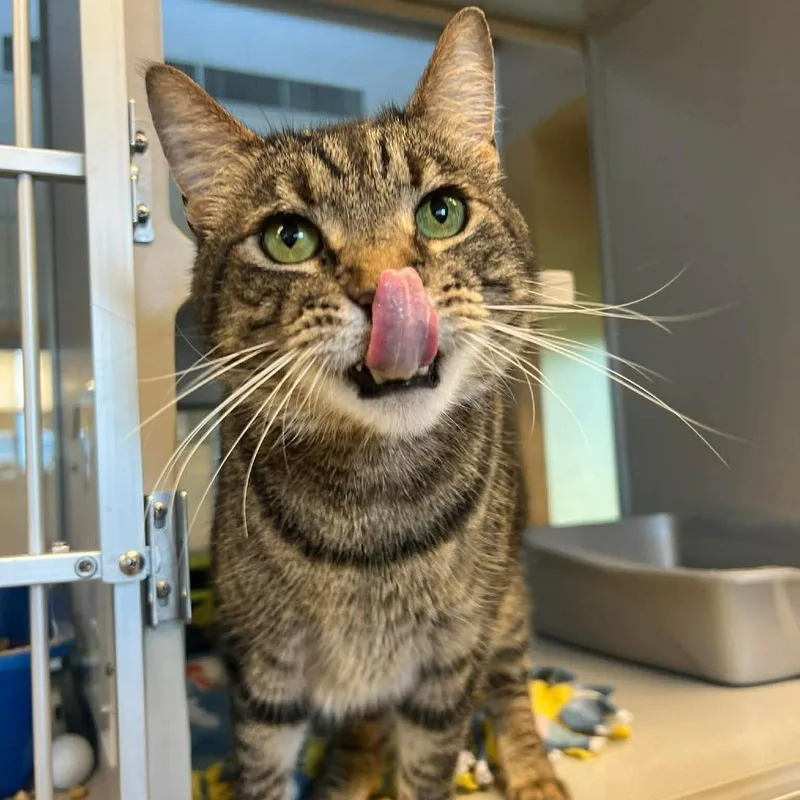 An adult large-sized female Brown / Chocolate Domestic Short Hair cat named Beatrice for adoption in Cedar Rapids, IA