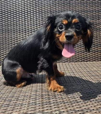 Percy