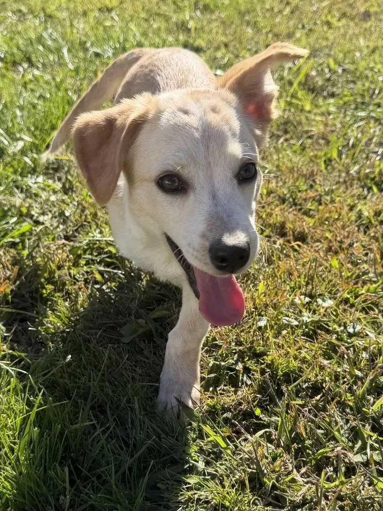 A baby medium-sized female Labrador Retriever dog named Hawaii : Kihei for adoption in Aurora, IN