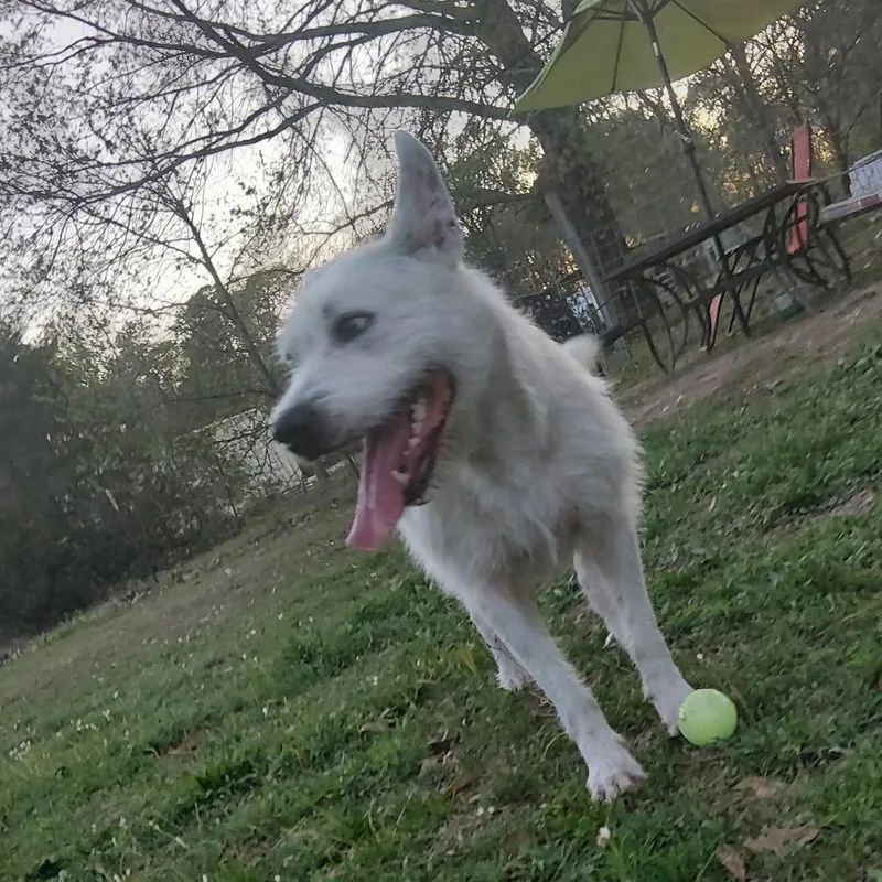 An adult medium-sized male White / Cream Wirehaired Terrier dog named Micha for adoption in Cleveland, TX