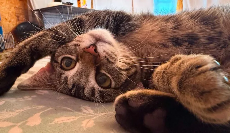 A baby medium-sized female Domestic Short Hair cat named Javelynn for adoption in Shell Lake, WI