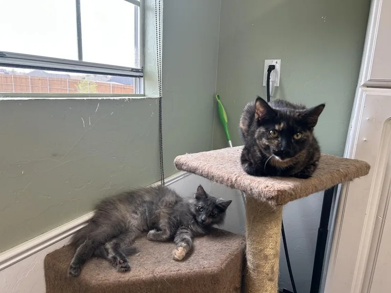 A young medium-sized female Tortoiseshell Domestic Short Hair cat named Wisteria for adoption in Blanchard, OK