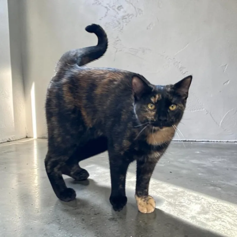 Wisteria thumbnail 2