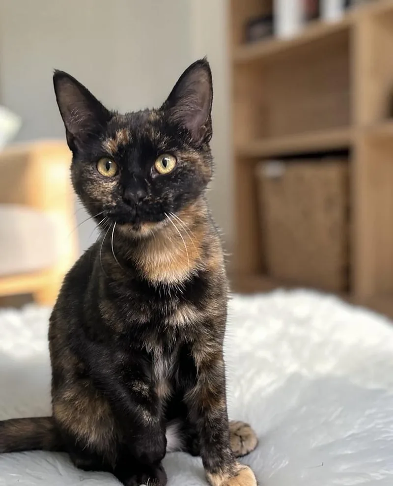 Wisteria thumbnail 3