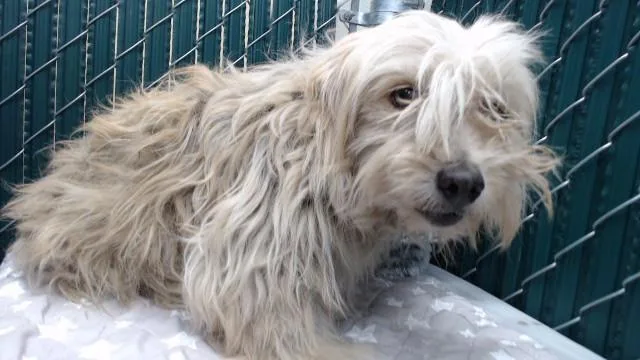 A senior medium-sized female Terrier dog named Lillo for adoption in Downey, CA