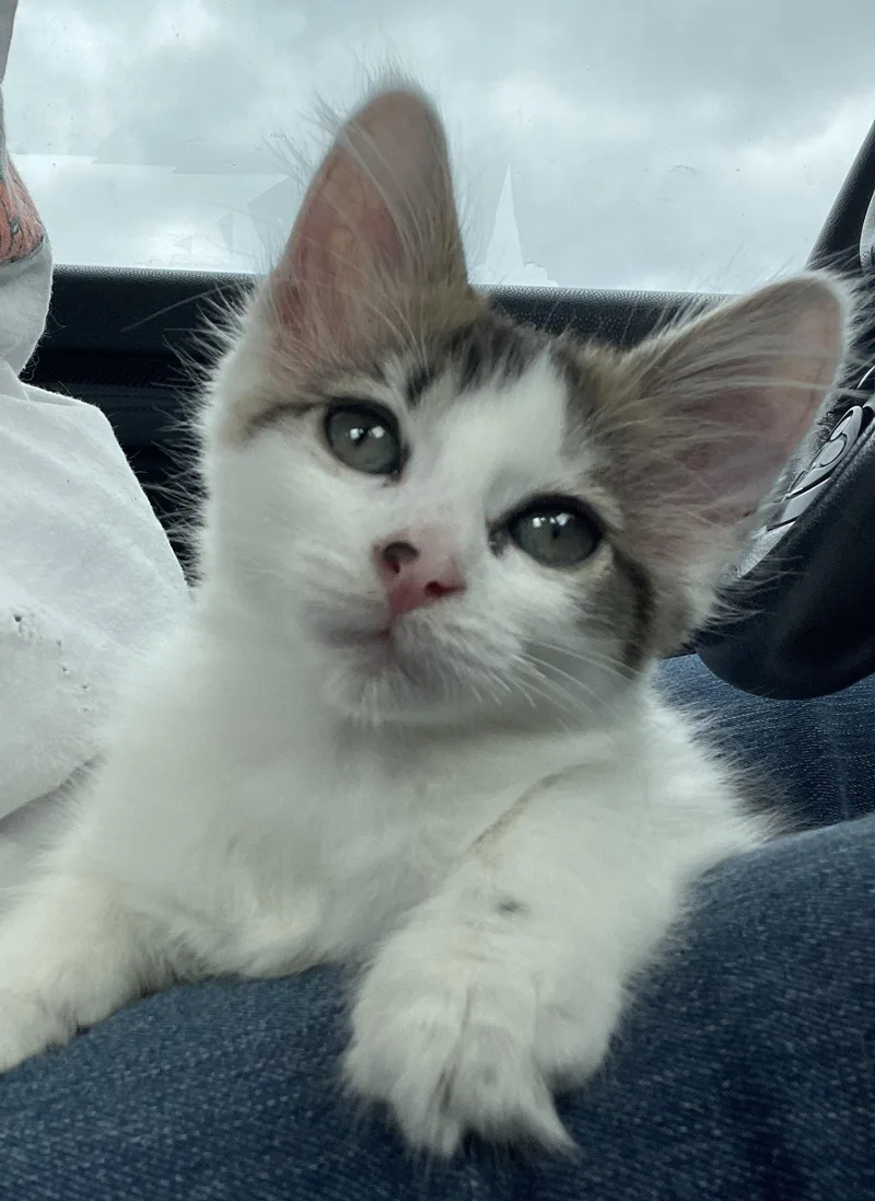 A baby medium-sized male Domestic Medium Hair cat named Elwood for adoption in Mesquite, TX