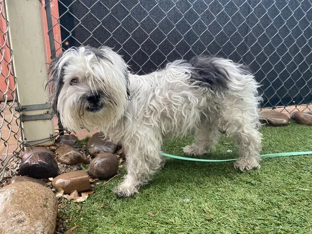 A senior small-sized male Lhasa Apso dog named Benson for adoption in Phoenix, AZ