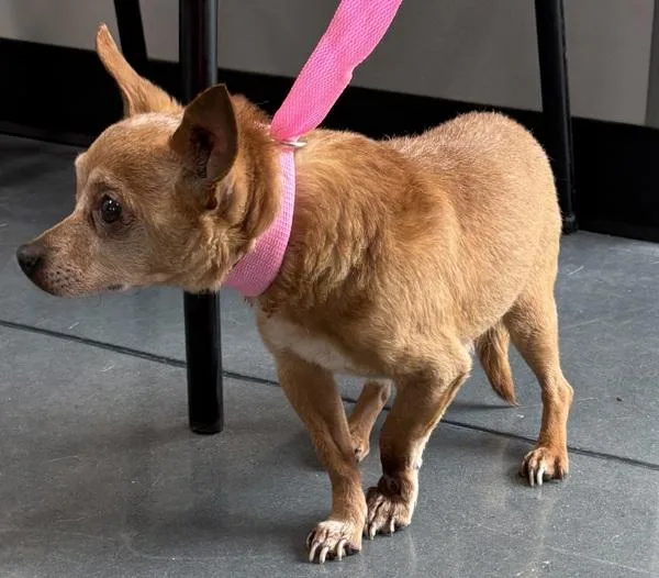 A senior small-sized male Chihuahua dog named Pen  Grant for adoption in Lawrenceville, GA