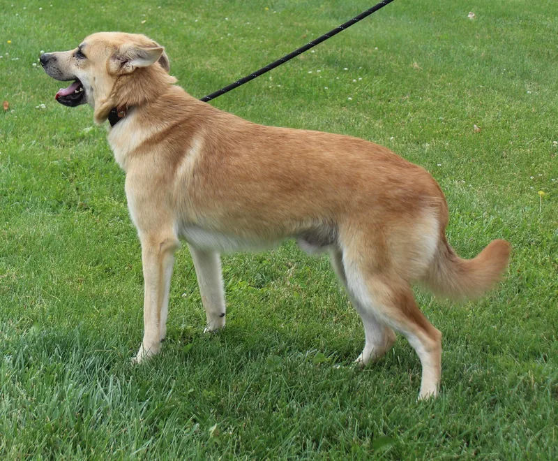 An adult large-sized male Golden Shepherd dog named Wilhelm for adoption in Heath, OH
