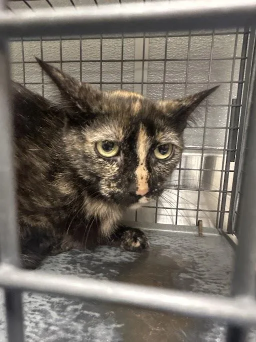 An adult medium-sized female Domestic Short Hair cat named Mousey for adoption in Las Vegas, NV