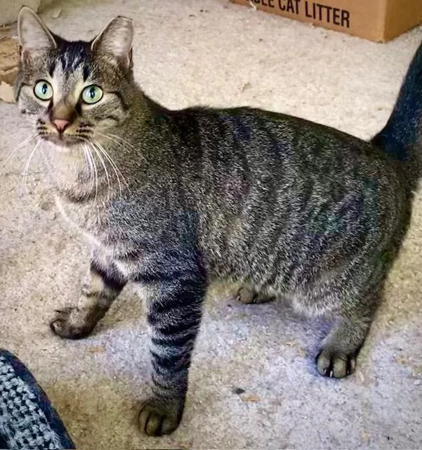 Daniel Tiger thumbnail 2