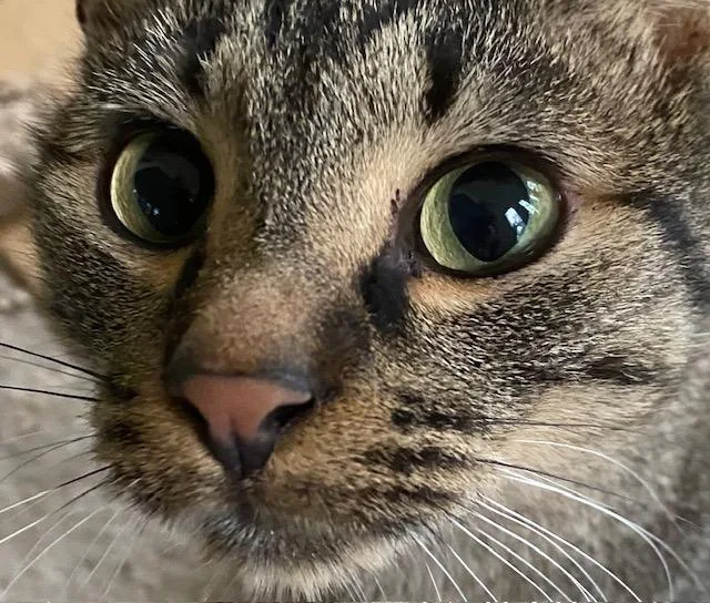 Daniel Tiger thumbnail 3