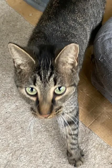 Daniel Tiger thumbnail 4