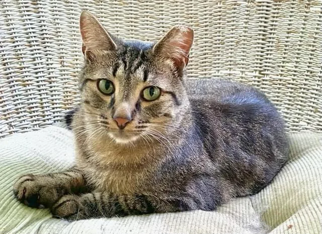 Daniel Tiger thumbnail 5