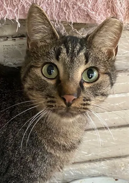 Daniel Tiger thumbnail 6