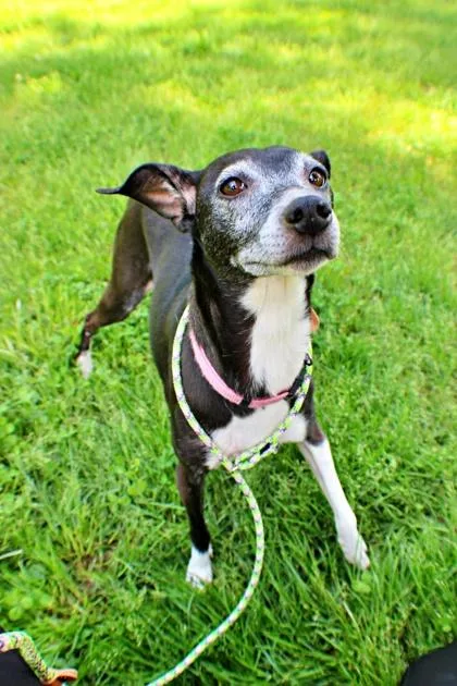 An adult small-sized female Italian Greyhound dog named Wednesday for adoption in Morton Grove, IL