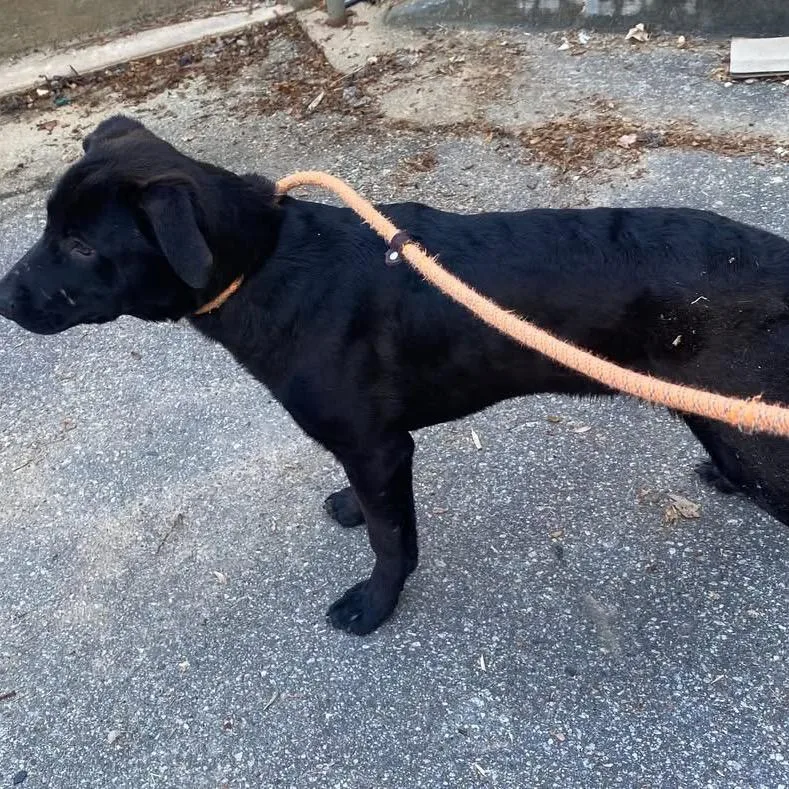 A young large-sized male Brindle Mixed Breed dog named Liquorice for adoption in Hamilton, GA